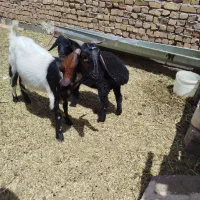 بز وبره