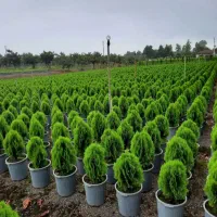 خدمات تخصصی باغبانی باغچه کاری تعویض خاک گلدون|خدمات باغبانی و درختکاری|تهران, تهرانپارس غربی|دیوار