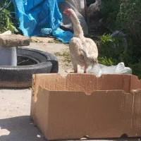 جوجه خروس لاری