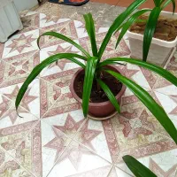 گل اشک ملکه|گل و گیاه طبیعی|خمینیشهر, |دیوار