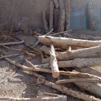 برش درخت خرید چوب قطع درخت|خدمات باغبانی و درختکاری|تهران, صادقیه|دیوار