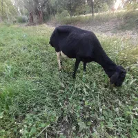 گوسفند
