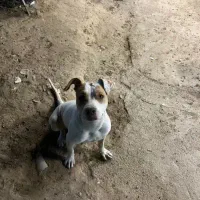 سگ پیتبول ماده