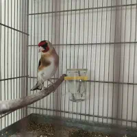 سهره چهار گل نشون دار