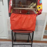 عروس هلندی ماده