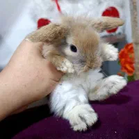 خرگوش لوپ اصیل.۳۵ روزه.اندازه کف دست.چشم آبی