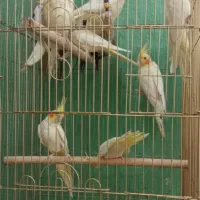 جوجه عروس هلندی