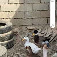 جوجه|حیوانات مزرعه|بهبهان, |دیوار