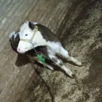 گوساله سیمینتال ماده