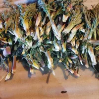 فروش کمای کوهی درجه یک