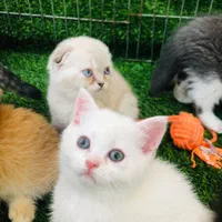 تعدادی توله گربه اسکاتیش|گربه|مشهد, وکیل‌آباد|دیوار