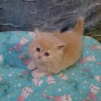 پرشین دوتا