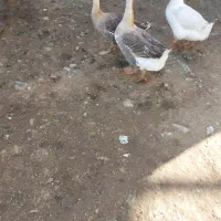 قوغاز