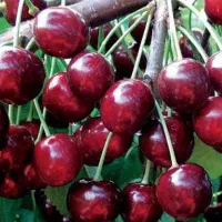 نهال گیلاس تکدانه سیاه اصل باردهی سریع مناسب باغ