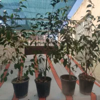 بنجامین سانسوریا فیکوس یوکا|گل و گیاه طبیعی|محمدشهر, شهرک چمران|دیوار