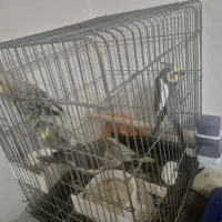 فروش عروس هلندی ۲ ماهه|پرنده|تهران, هفده شهریور|دیوار