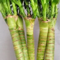 گل بامبو لوتوس ابی|گل و گیاه طبیعی|شیراز, شهرک گلستان|دیوار