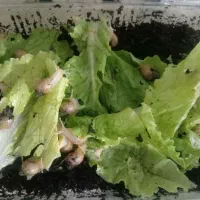 حلزون|خزنده|نیشابور, گنبد سبز|دیوار