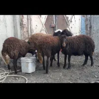 بره ماده افشاری|حیوانات مزرعه|بروجرد, |دیوار