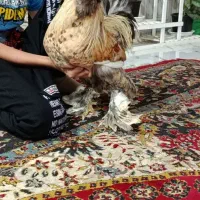 یک عروس هلندی و یک خروس سلطان قیمت مفت|حراج|علیآباد کتول, |دیوار