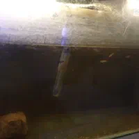 آکواریوم معاوضه با کفتر