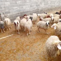 بره چاق|حیوانات مزرعه|کرمانشاه, |دیوار