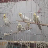 عروس هلندی