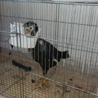 جوجه لاری سه ماهه