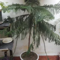 گل کاج مطبق و سیکاس