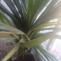 گل پاندانوس|گل و گیاه طبیعی|تربتحیدریه, سیلوی گندم|دیوار