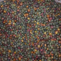 فروش ۲۰ کیلو بن سرحدکیلو۱۴۰