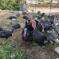 حیوانات مزرعه