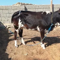 یک راس گاو نر سفید و یک راس پرو گوشتی|حیوانات مزرعه|قشم, |دیوار