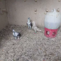 ماده بزک سینه سفید