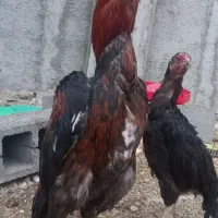 مرغ و خروس لاری