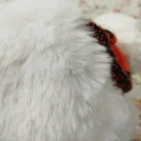 کلاه زمستونی|لباس|تهران, هفده شهریور|دیوار