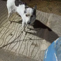 سگ گرگی|سگ|کهریزک, |دیوار