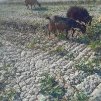 ۵عدد بز نر ۴عددبز ماده|حیوانات مزرعه|باوی, |دیوار