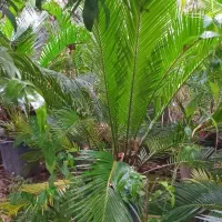 سیکاس چند ساله|گل و گیاه طبیعی|عباس‌آباد, |دیوار