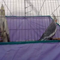 جفت عروس هلندی