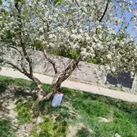 زمین ۷۰۰متر/صفادشت/ارغش آباد/قطعه یک/ متری 2200م