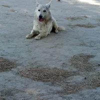 سگ نگهبان پا کوتاه