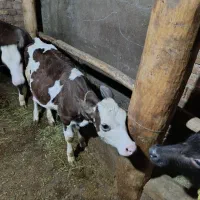 گوساله ماده