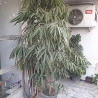 درختچه بنجامین آمستل