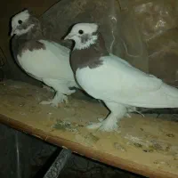 کبوتر درپرنده