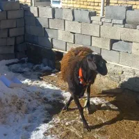 بره قوچ|حیوانات مزرعه|خمین, |دیوار