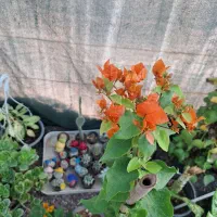 گل وگیاه طبیعی|گل و گیاه طبیعی|رفسنجان, |دیوار