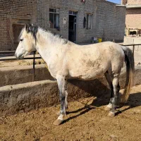 فروش اسب سفید