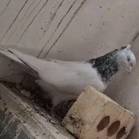 کله الماسی نر کله ابی ماده