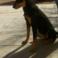 سگ ماده بسیارباهوش چهارتومن